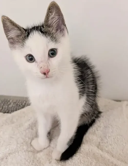 Finn
